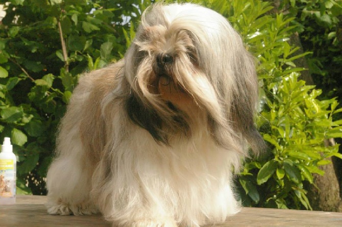 des Arpents du Soleil - Bienvenue sur notre nouveau site des Lhassa Apso !