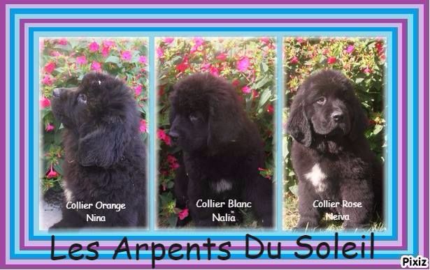des Arpents du Soleil - Les princesses sont nommées