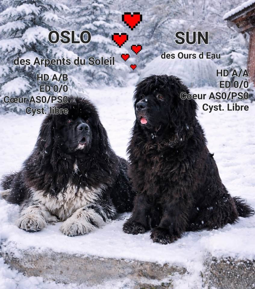 Oslo Papa de 7 bébés en Bretagne