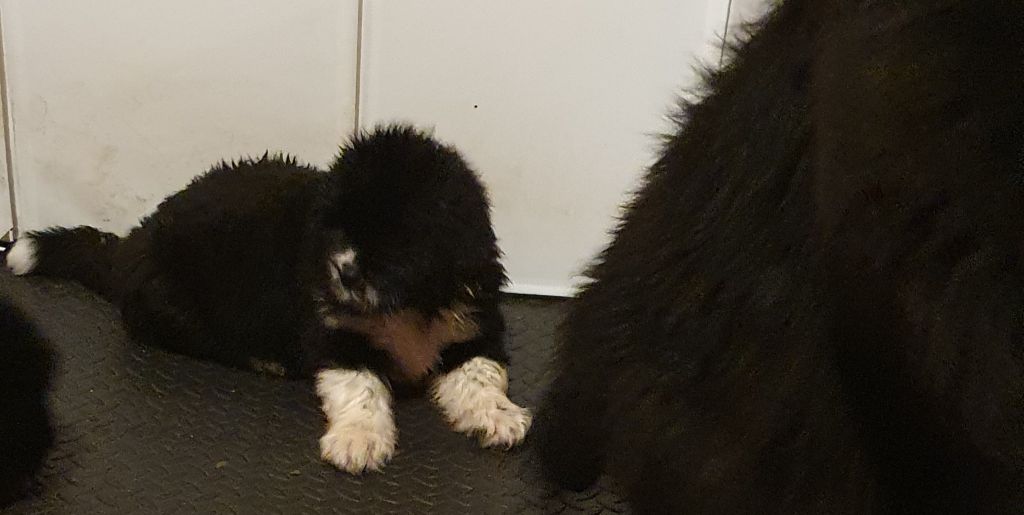 des Arpents du Soleil - Femelle Mismark Dispo