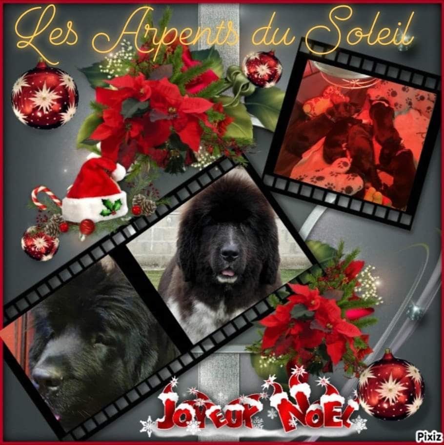 des Arpents du Soleil - Portée 2023