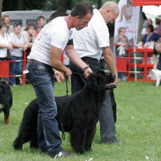 Exposition Canine