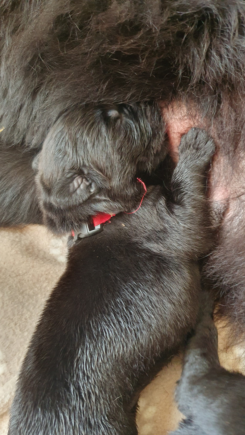 des Arpents du Soleil - Chiots disponibles - Terre-neuve