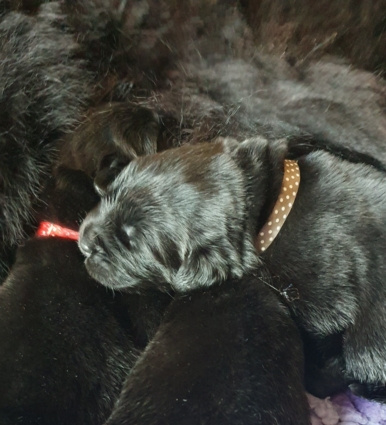 des Arpents du Soleil - Chiots disponibles - Terre-neuve