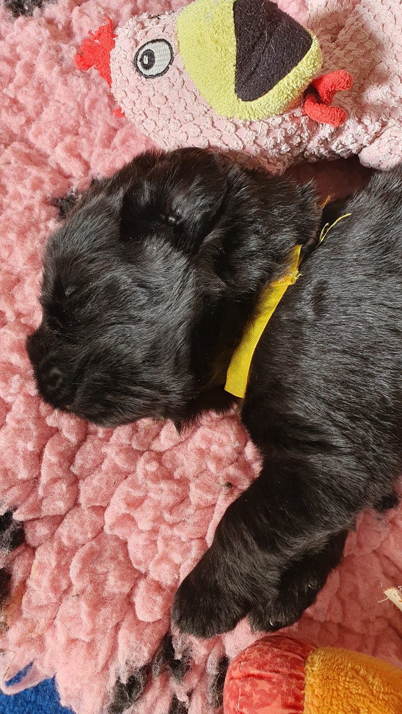 des Arpents du Soleil - Chiots disponibles - Terre-neuve