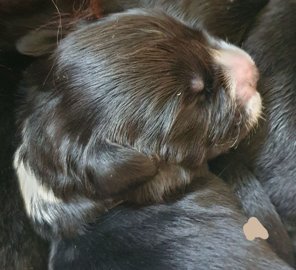 des Arpents du Soleil - Chiots disponibles - Terre-neuve